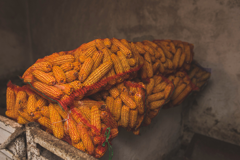 Maize Starch Production